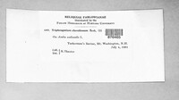 Triphragmium clavellosum image